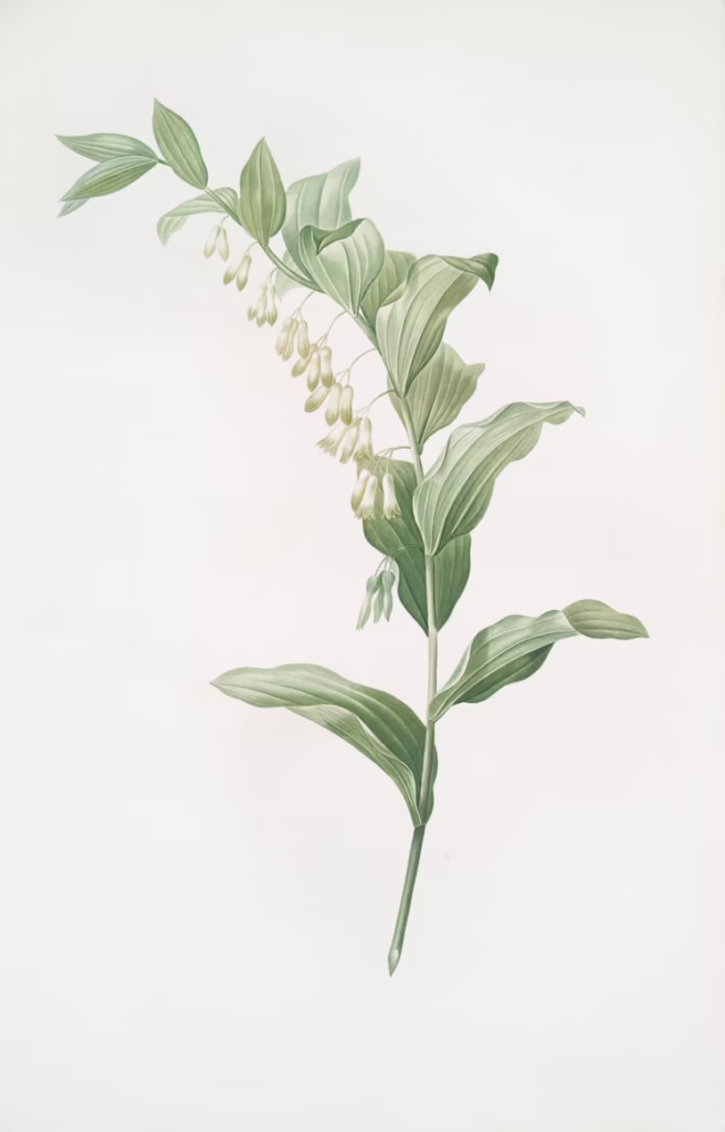 Rare Book Division, The New York Public Library. "Polygonatum multiflorum" The New York Public Library Digital Collections. 1805 - 1816. https://digitalcollections.nypl.org/items/510d47dd-ef56-a3d9-e040-e00a18064a99